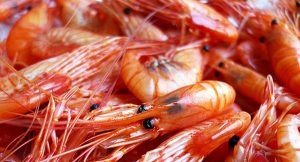 Amplía Sader veda de camarón en el Golfo de México y mar Caribe
