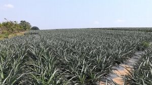 Buscan industrializar producción de piña en el sur de Veracruz