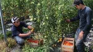 Jóvenes: el futuro del campo mexicano