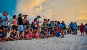 Se libera tortugas en el Hotel Costa Club del Isstey