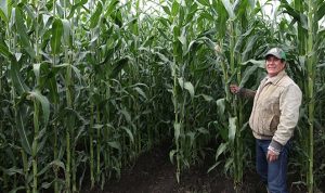 CIMMYT y Agricultura juntas para transitar hacia una agricultura de conservación