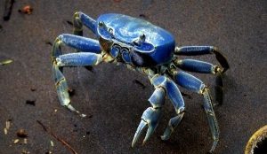 Prohibido en Veracruz capturar cangrejo azul los próximos 45 días