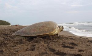 Encuentran 32 mil huevos de tortugas en playas de 2 municipios de Veracruz