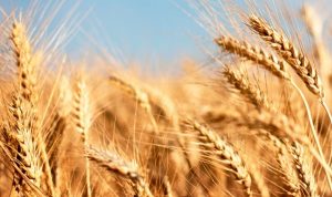 Crecerá producción de trigo gracias a los precios de garantía