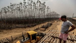 Actúan rápido o tendremos un Amazonas en cenizas: Greenpeace