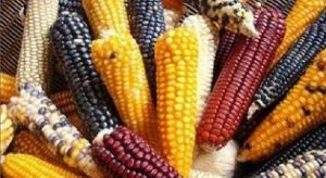 El maíz principio vital y elemento fundamental de nuestros pueblos originarios