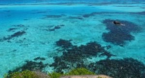 Olas de calor matan a los corales más rápido de lo que se pensaba: Expertos