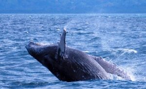 Ballenas jorobadas se recuperan y robustecen sus poblaciones