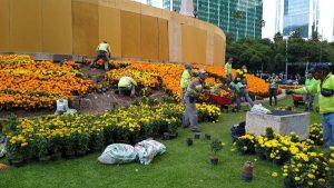 Paseo de la Reforma se viste de cempasúchil para abrir camino a los difuntos