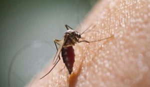 Revela estudio que cambio climático dispara expansión de dengue
