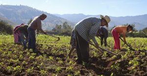 Desarrollo rural y mayor producción agrícola, claves para erradicar la pobreza