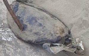 Encuentran tortugas muertas en playas de Coatzacoalcos, Veracruz