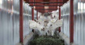 Ganadería mexicana, más allá de aves, reses y puercos