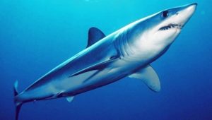 Lagartos y tiburones en nueva lista de animales protegidos en Cuba