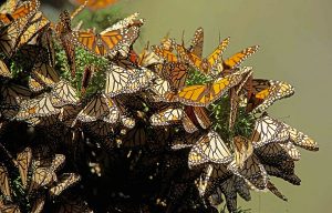 Comenzó la llegada de Mariposas Monarca a los santuarios del Estado de México y Michoacán