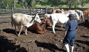 «Veterinario en tu rancho», un gran aliado para pequeños productores en Yucatán