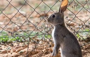 Declaran al conejo en peligro de extinción