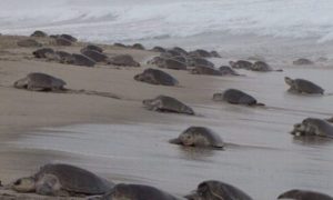 Las tortugas podrían ayudar a medir la temperatura del mar