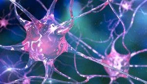 Identifican neuronas responsables de la fase de sueño REM