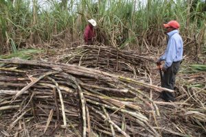 Cae 75% producción de caña de azúcar en Tlacotalpan: Alcalde