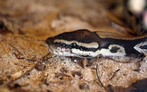 Veneno de serpiente podría tratar dolor crónico: Estudio