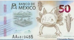 El ajolote será la nueva imagen del billete de 50 pesos