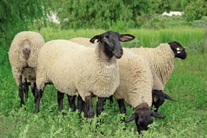 Quien tiene ovejas… tiene lana