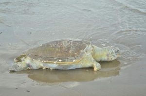 Tortuga aparece muerta en playas de Coatzacoalcos, Veracruz