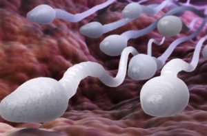 Dieta baja en proteína afecta al esperma: Investigadores