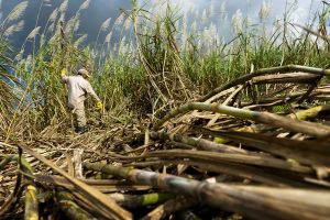 CONADESUCA, un año endulzando al campo mexicano