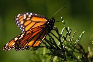 Ocupación de mariposas monarca cae 53 por ciento en México