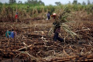 Apoyo para productores de caña de azúcar