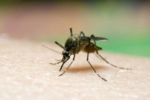 ¿Qué es el paludismo y cuáles son sus síntomas?