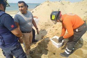 Tortuga desova en playas de Coatzacoalcos, Veracruz