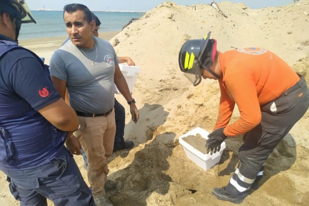 Tortuga Desova En Playas De Coatzacoalcos Veracruz Vertiente Global