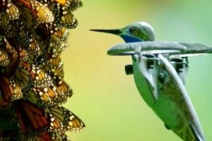 Graba dron con forma de colibrí imágenes espectaculares de medio millón de mariposas monarca