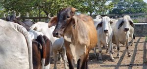 Alcalde de Jonuta en Tabasco, anuncia que donará 10 vacas para repartir carne a la población