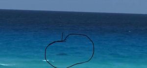 En las playas de Cancún sin turistas, se acerca tiburón