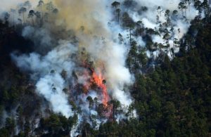 Casi 400 hectáreas arrasadas por incendios forestales en Veracruz
