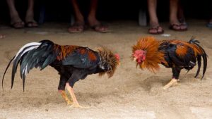 Detienen a ocho personas por realizar pelea de gallos en plena contingencia sanitaria en Yucatán