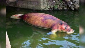 Encuentran manatí muerto en laguna de Las Ilusiones de Villahermosa