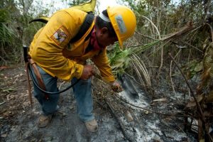 Profepa inicia investigación de incendio forestal provocado en Mahahual