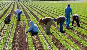 Recibirá Canadá a trabajadores agrícolas mexicanos pese a pandemia del COVID19