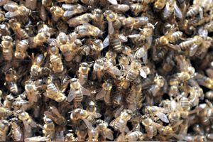 La desaparición de las abejas sería una catástrofe mundial, alertan