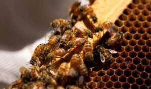 La apicultura en México