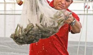 Inicia veda de camarón para el Golfo de México y Mar Caribe: Agricultura