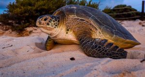Ecología de Puerto Morelos atiende primer arribo de Tortugas Marinas de la temporada 2020