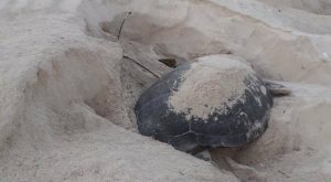 Continúan lucha para salvar santuario de la tortuga marina de Xcacel