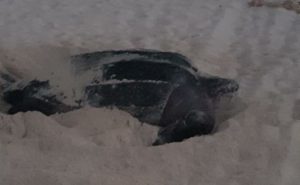 Desove de dos tortugas laúd en playas de Cancún