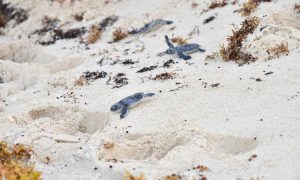 Llegan tortugas a costas de Quintana Roo: Grupo Sunset World
